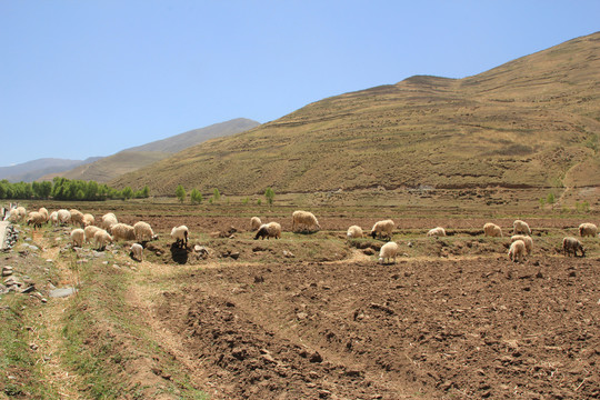 高原吃草的羊群