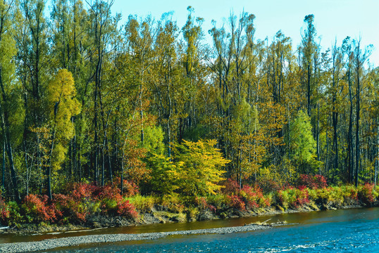河流河边秋季树林