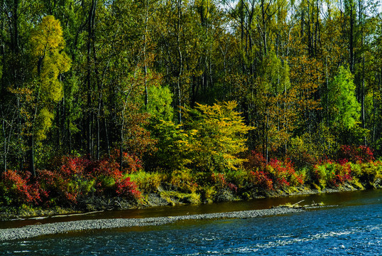 秋季河边树林