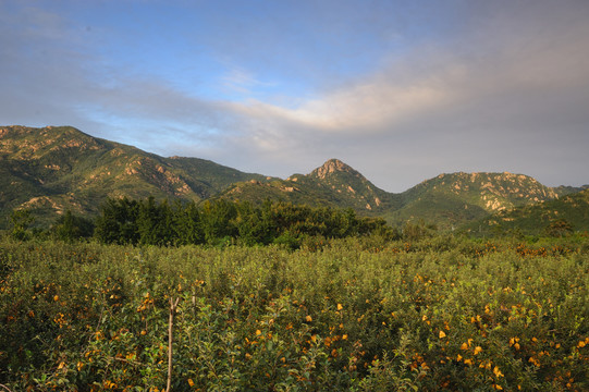 山区苹果种植园