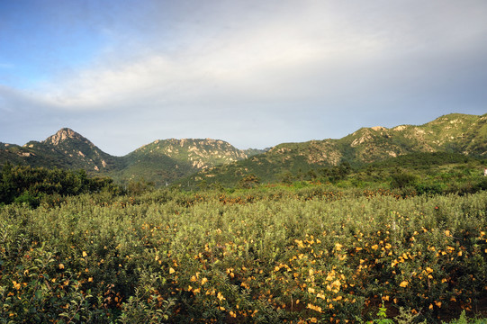 山区苹果种植园