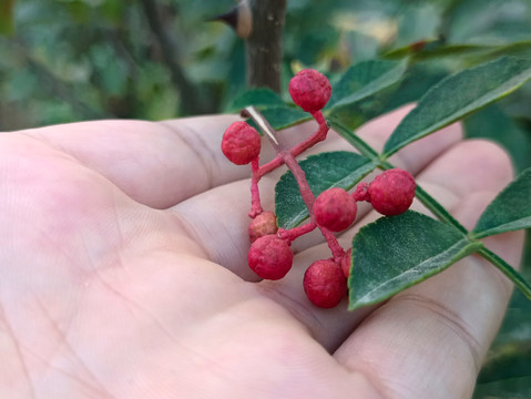 采摘红花椒图片