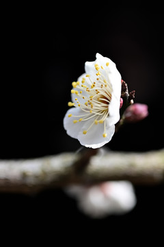 白梅花特写