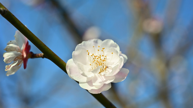 梅花特写