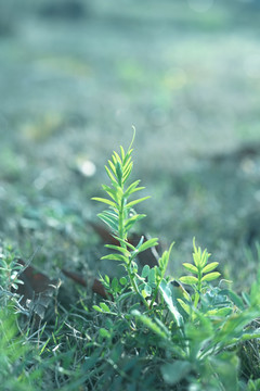 大野豌豆