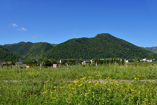 蓝天绿树新农村