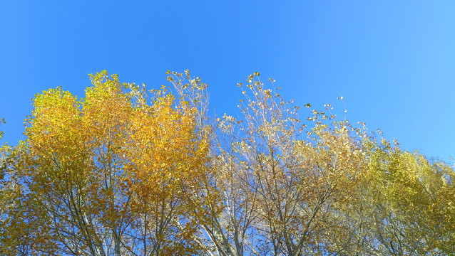 秋天的胡杨树