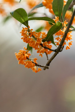 桂花开了丹桂