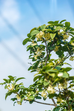 纯色背景下的桂花特写