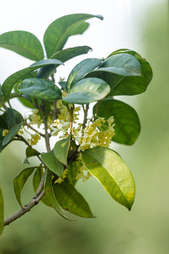 清新鲜嫩的桂花