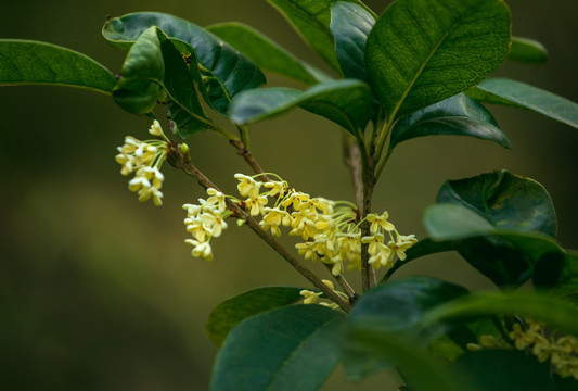 清新鲜嫩的桂花