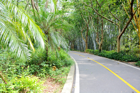 园林道路