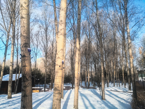 冬季树林