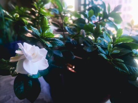 白色小花栀子花