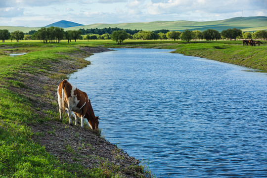 河边牛喝水