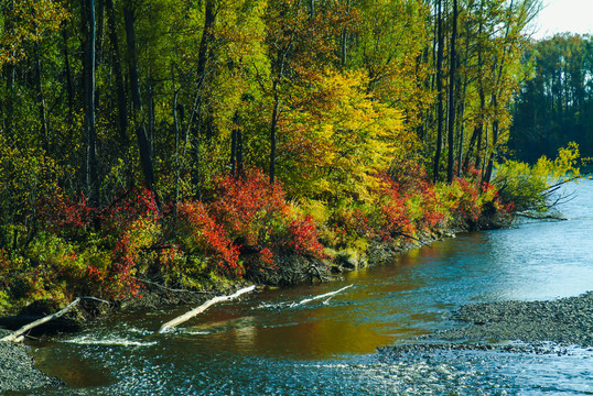秋季河边多彩森林