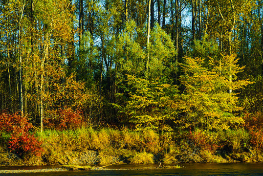 秋季河边树林