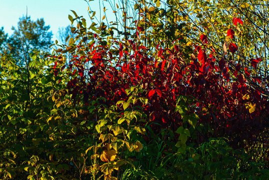 秋季红叶树丛
