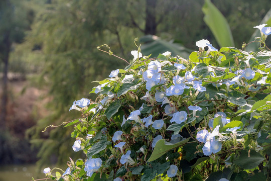 蓝色牵牛花