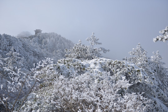 雾松冰