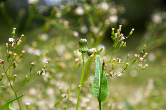 钻叶紫菀