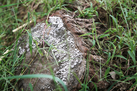 石块特写