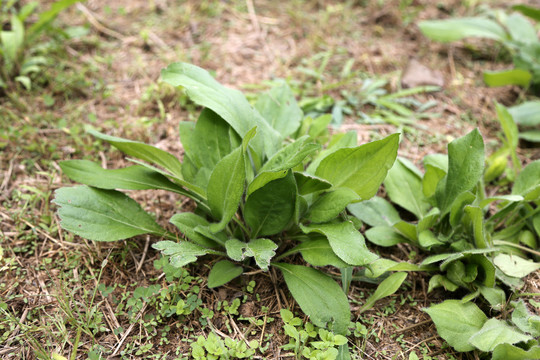 黑心金光菊