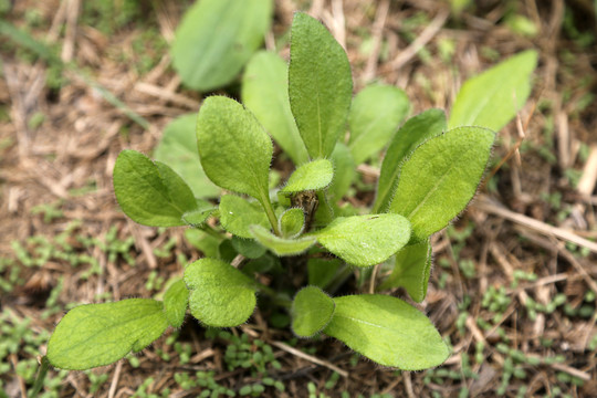 黑心金光菊