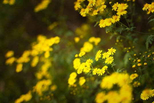 野雏菊