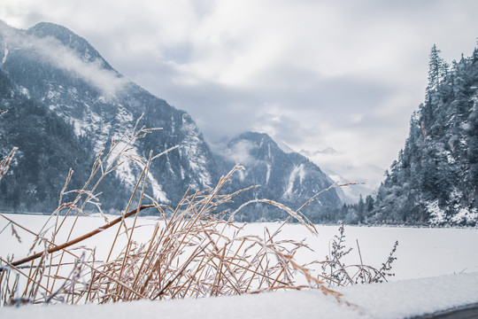 雪中的枯草