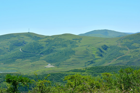 青山植被