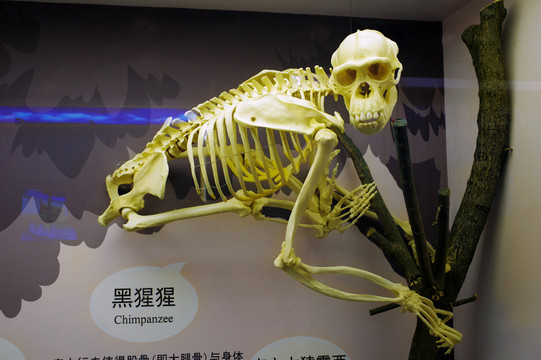 黑猩猩骨架标本