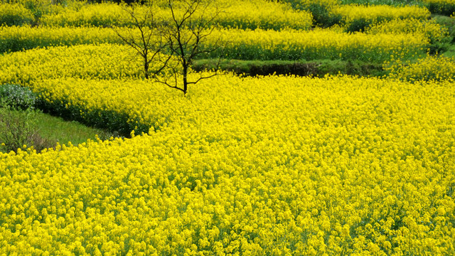 油菜田