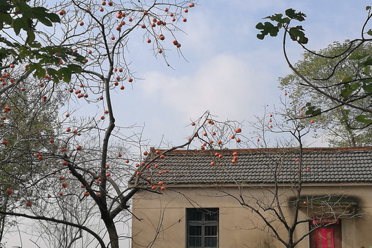 秋日柿子树