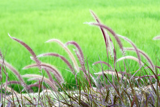芦苇