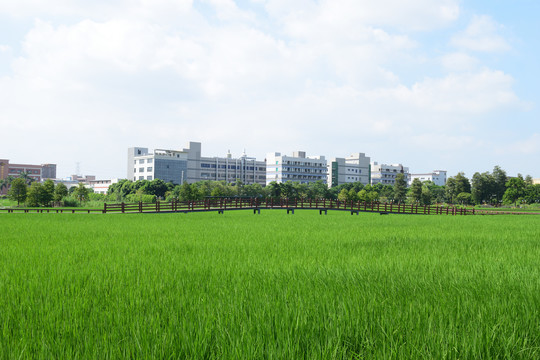 田园风光