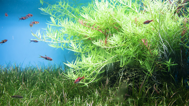 水族缸景观