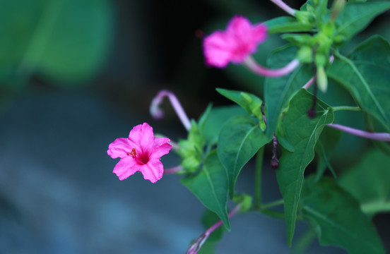 开放的紫红色粉藤花绿叶小花朵