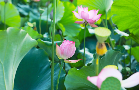 蜜蜂正飞行在荷花采蜜莲棚