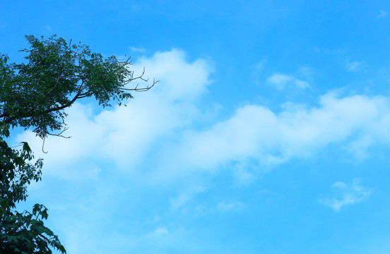 蓝天白天晴空下绿色树枝背景