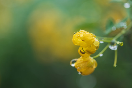 挂满露珠的小黄花决明花
