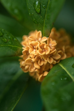 桂花花朵特写