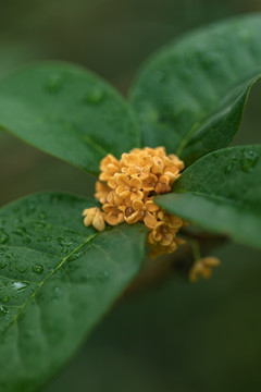 桂花花朵特写桂花背景