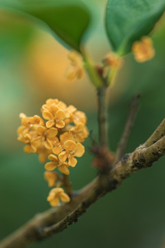 桂花花朵特写