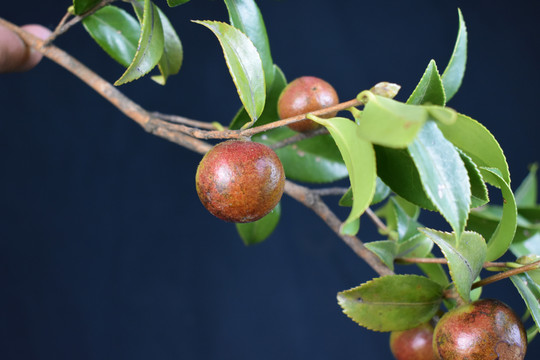 山茶籽油茶籽树枝绿叶子