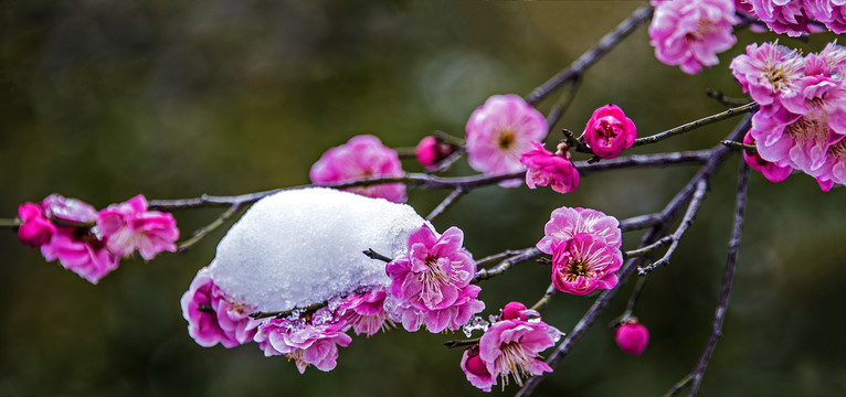 梅花