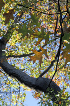 秋天树上的一片黄叶