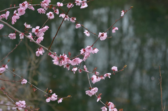 南京植物园梅花盛开