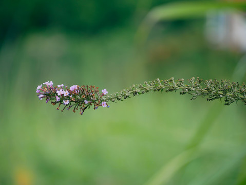 青蒿花