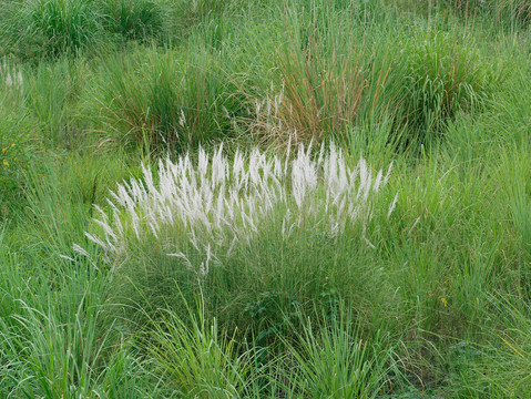 芦苇